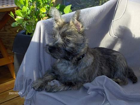 Cairn terrier Bellos billede 2