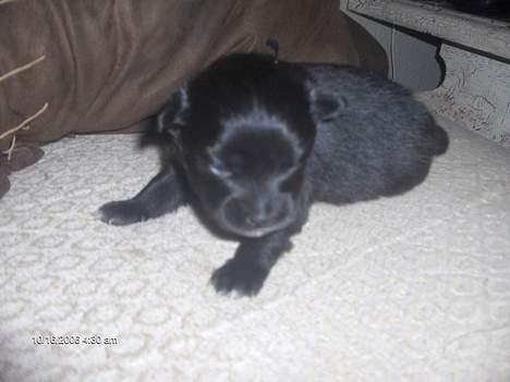 Blanding af racer madonna - Nu kravler Madonna lidt billede 2