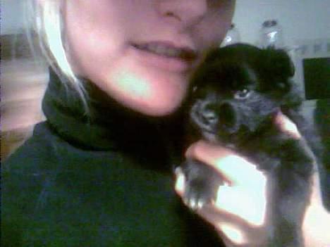 Blanding af racer madonna - her er madonna 7 uger gammel billede 3