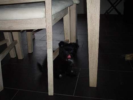 Blanding af racer madonna - Madonna rækker tunge.Det er dagen efter jeg fik hende i julegave billede 4