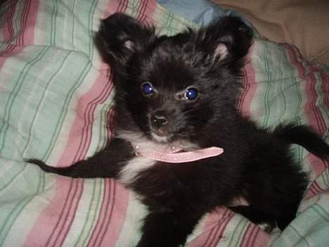 Blanding af racer madonna - her ligge Madonna og hygger sig i sengen billede 5