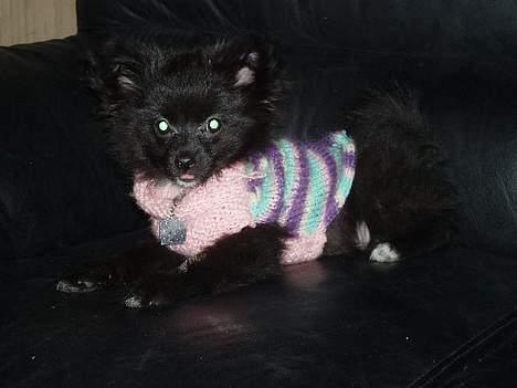 Blanding af racer madonna - Madonna ligger og daser i sofaen billede 6