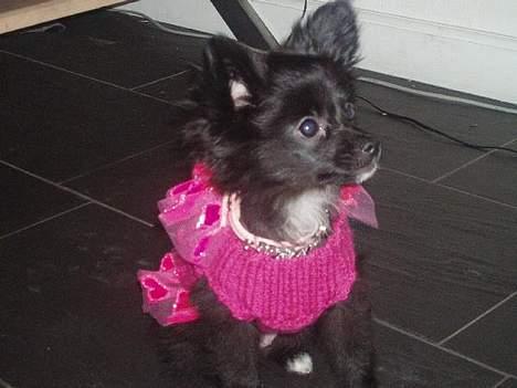 Blanding af racer madonna - Madonna er meget nysgerrig billede 8