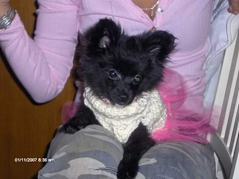 Blanding af racer madonna - Madonna 3 mdr gammel,er hun ikke dejlig?? billede 9