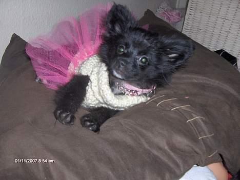 Blanding af racer madonna - her er Madonna lige vågnet efter en dejlig lur billede 10