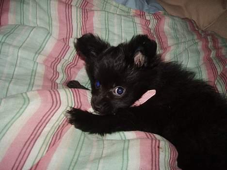 Blanding af racer madonna - min madonna ligger og putter billede 11