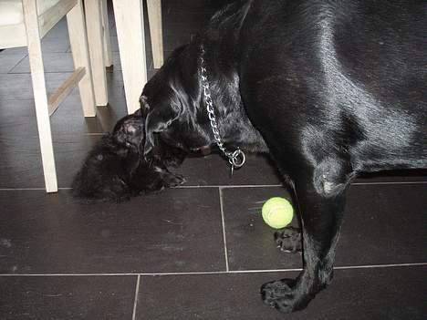 Blanding af racer madonna - ti hi her er Madonna sammen med Vax billede 12