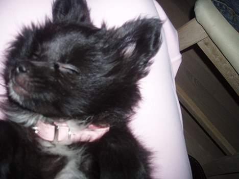 Blanding af racer madonna - Madonna ligger og sover billede 13