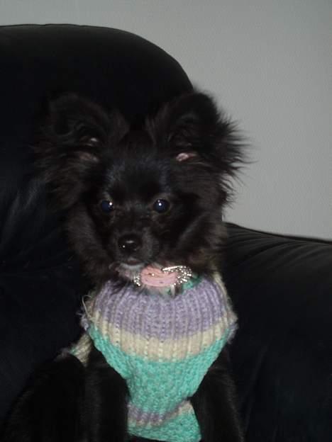 Blanding af racer madonna - Madonna min lille skat billede 15