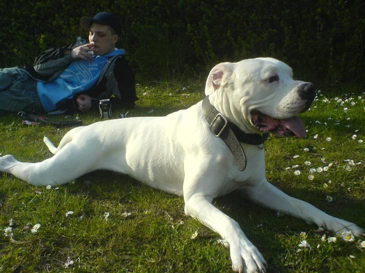 Amerikansk bulldog Chico - eeeelsker stranden billede 6