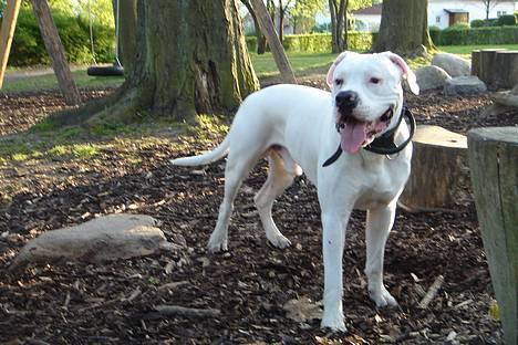 Amerikansk bulldog Chico - Står bare og spiller lækker billede 7