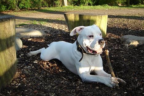 Amerikansk bulldog Chico - Gnaver pind i skyggen, skønt. billede 8