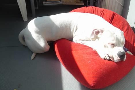 Amerikansk bulldog Chico - Tager lige lidt ansigtssol på altanen billede 9