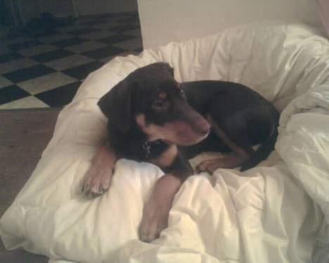 Blanding af racer Bailey - telefonbillede. Derfor lidt sløret. I øvrigt 5 mdr gammel her. billede 14