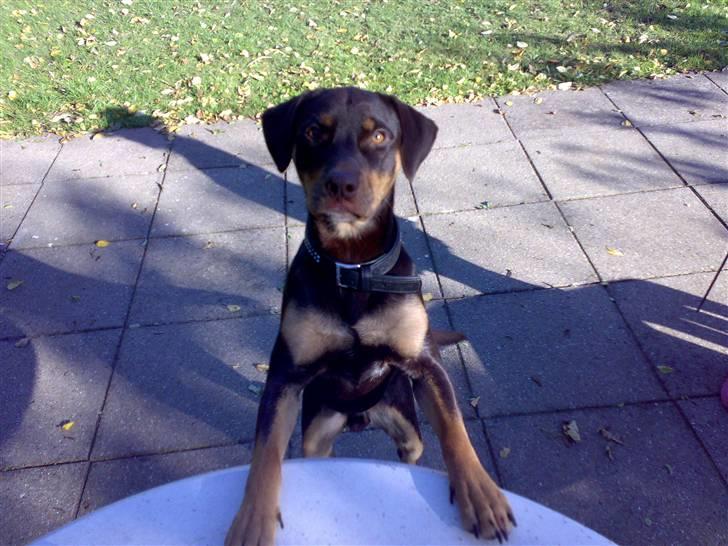 Blanding af racer Bailey - se hvor højt jeg kan nå op billede 16