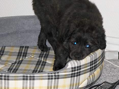 Blanding af racer Diva - Den så alt for ny ud, så jeg bed lige et par huller! billede 5