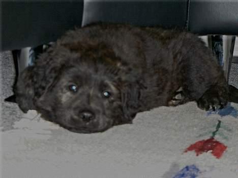 Blanding af racer Diva - Yndlingspladsen. billede 6