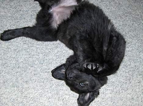 Blanding af racer Diva - Det her er en god sovestilling! billede 7