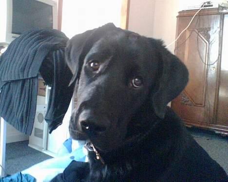 Blanding af racer Fraya - Lab/Berner 26/8-06 - 14/2-19 - Må jeg ikke nok få min vilje!? billede 1