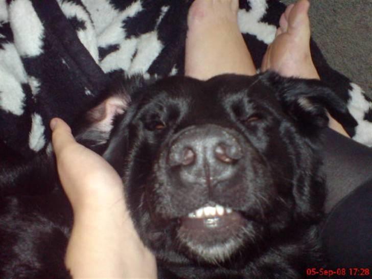 Blanding af racer Fraya - Lab/Berner 26/8-06 - 14/2-19 - Bjørneungen Fraya *NYT* billede 2