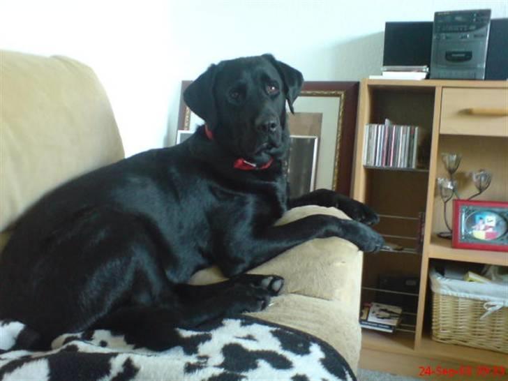 Blanding af racer Fraya - Lab/Berner 26/8-06 - 14/2-19 - Ligger lige og ser godt ud! *NYT* billede 3