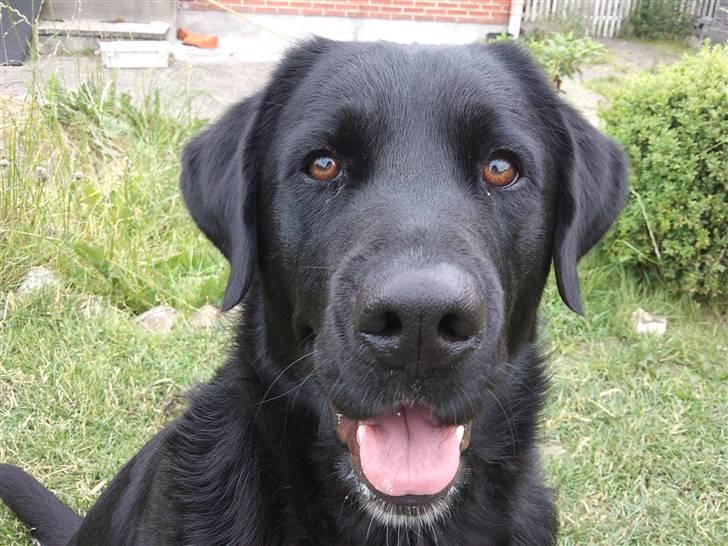 Blanding af racer Fraya - Lab/Berner 26/8-06 - 14/2-19 - Smiler lige til fotografen :) "Hvad kan jeg gøre for dig i dag mor??" billede 4