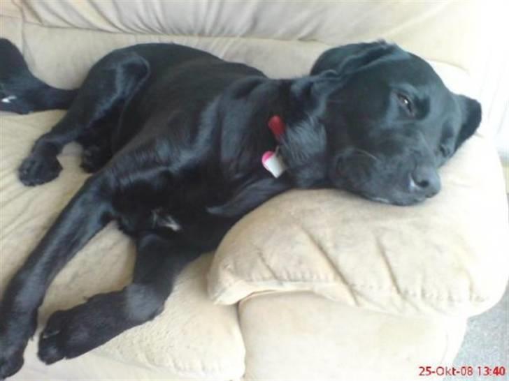 Blanding af racer Fraya - Lab/Berner 26/8-06 - 14/2-19 - Uha det er hårdt at vinde en 2.plads! *NYT* billede 5