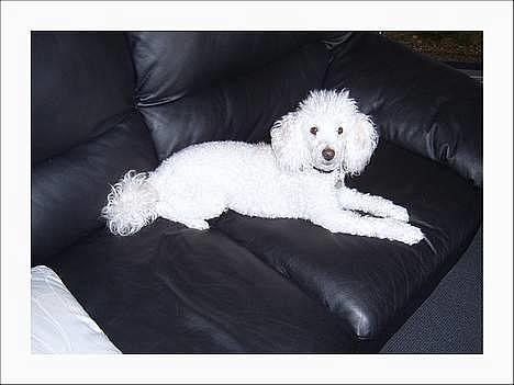 Dværgpuddel Frodo billede 1