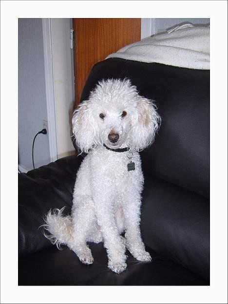 Dværgpuddel Frodo billede 2