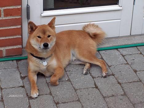 Shiba Chico billede 1