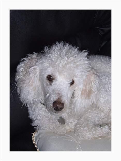 Dværgpuddel Frodo billede 3