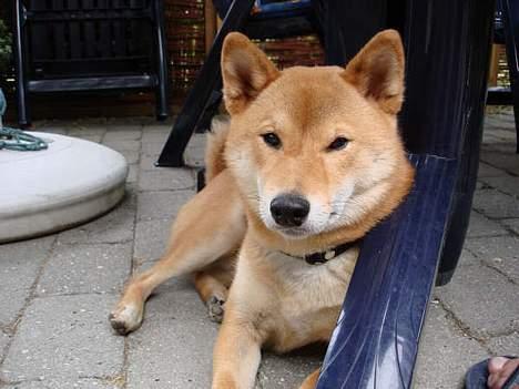 Shiba Chico billede 2