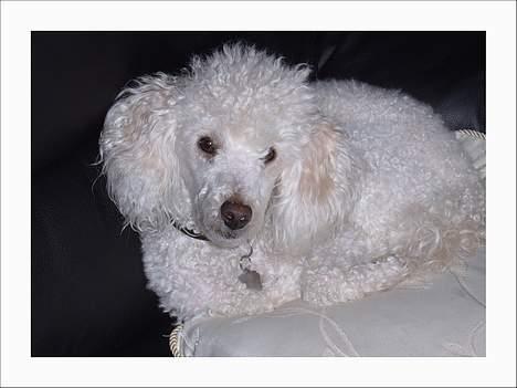 Dværgpuddel Frodo billede 4