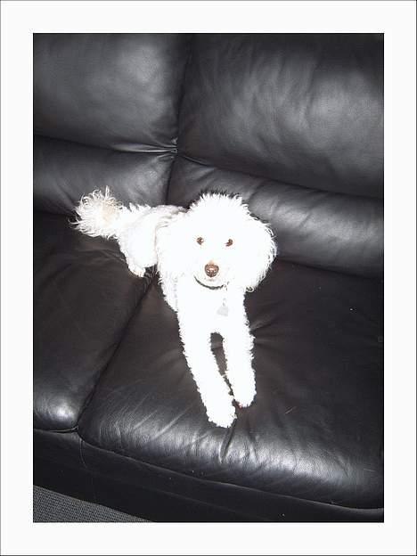 Dværgpuddel Frodo billede 5