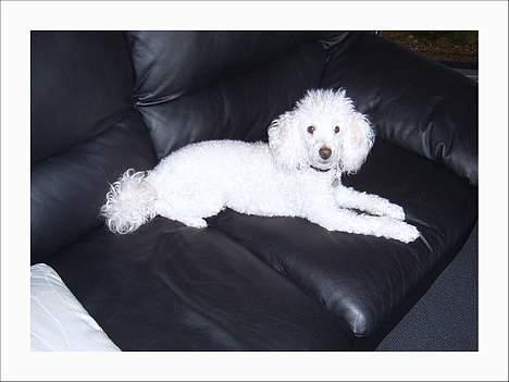 Dværgpuddel Frodo billede 6