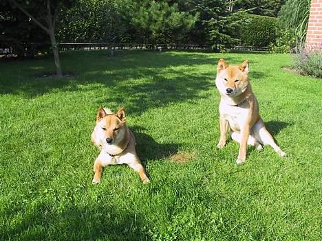 Shiba Chico billede 3