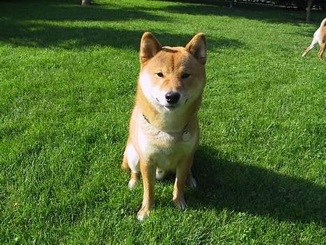 Shiba Chico billede 4