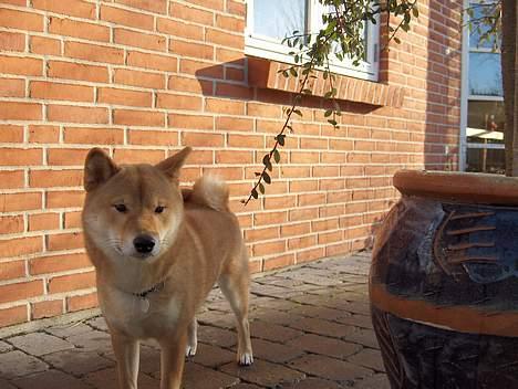 Shiba Chico billede 9