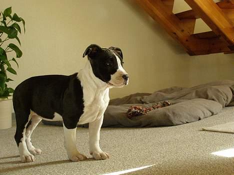 Amerikansk staffordshire terrier BABY - er der nu nogle der kigger eller kan jeg lave lidt?? billede 1