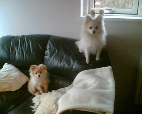 Pomeranian Floffy (Elfie) - Floffy sammen med Krumme lige da vi kom hjem med hende - Floffy til venstre billede 2