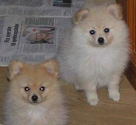 Pomeranian Floffy (Elfie) - Floffy (bagerst) billede 3
