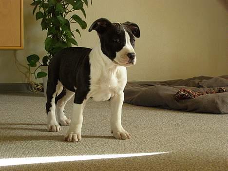 Amerikansk staffordshire terrier BABY - hvad skal jeg finde på af ulykker? billede 2