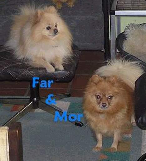 Pomeranian Floffy (Elfie) - Floffys far og mor - et par dejlige hunde <3 billede 4