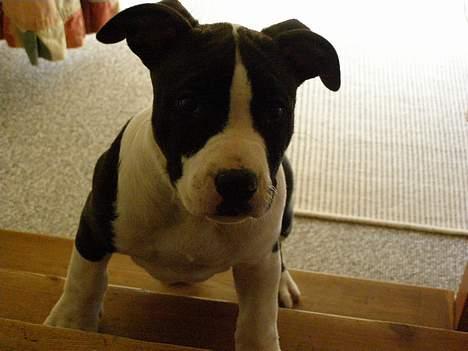 Amerikansk staffordshire terrier BABY - hvad er der mon deroppe? billede 3