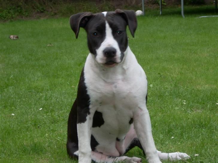 Amerikansk staffordshire terrier BABY - nyder livet sommeren 07 billede 4