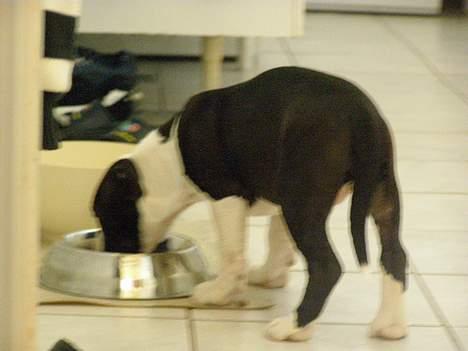 Amerikansk staffordshire terrier BABY billede 5