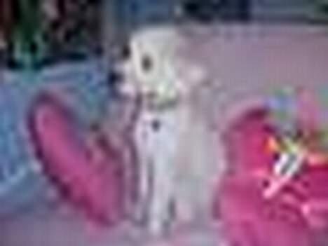 Dværgpuddel Frodo billede 7