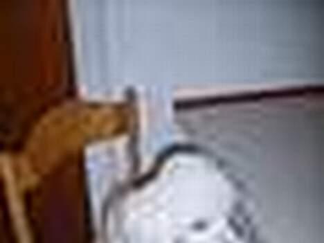 Dværgpuddel Frodo billede 8