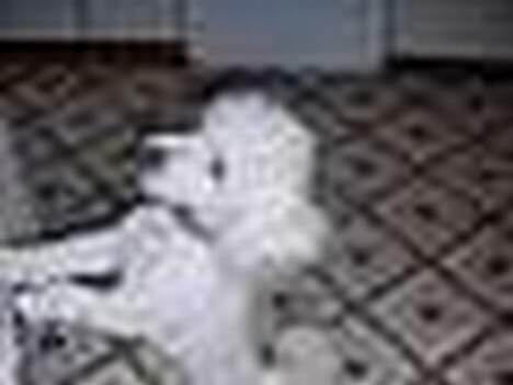 Dværgpuddel Frodo billede 9