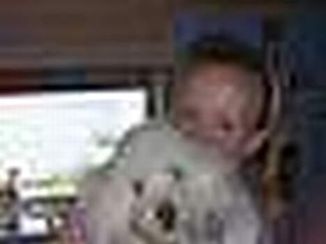 Dværgpuddel Frodo billede 11